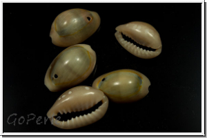 Cowry Shell, gef�rbt, 10-16x10-11x3-5mm, 10 Stk.