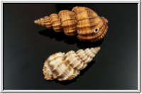Spiralmuschel, 14-40x10-20x3-15mm, 5 Stk.
