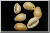 Cowry Shell, 10-16x10-11x3-5mm, 10 Stk.