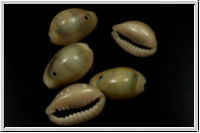 Cowry Shell, gef�rbt, 10-16x10-11x3-5mm, 10 Stk.