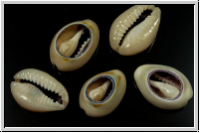 Cowry Shell, geschnitten, 18-20x13-14x6-8mm, 10 Stk.