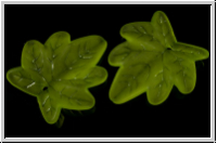 Acrylblatt "Acer", 25x24mm, lime, 2 Stk.